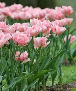 Future Forests Bulbs Tulip Angelique 9 Future Forests Bulbs Tulip Angelique