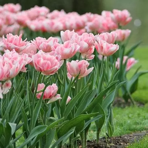 Future Forests Bulbs Tulip Angelique 5 Future Forests Bulbs Tulip Angelique