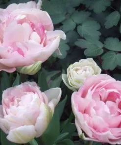 Future Forests Bulbs Tulip Angelique 11 Future Forests Bulbs Tulip Angelique