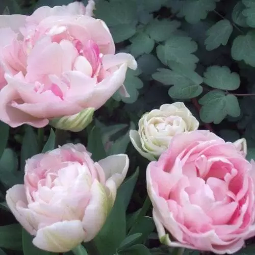 Future Forests Bulbs Tulip Angelique 7 Future Forests Bulbs Tulip Angelique