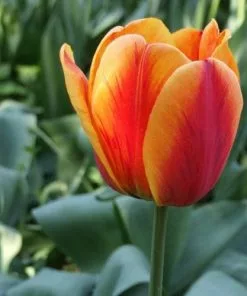 Future Forests Tulip Apeldoorn's Elite