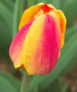 Future Forests Tulip Apeldoorn's Elite