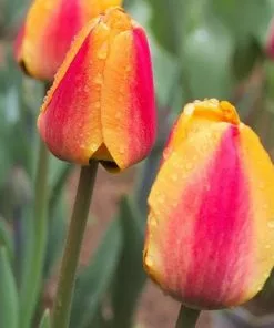 Future Forests Tulip Apeldoorn's Elite