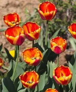 Future Forests Tulip Apeldoorn's Elite