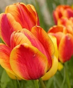 Future Forests Tulip Apeldoorn's Elite