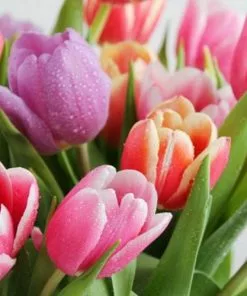 Future Forests Tulip Apollo - Mixed Varieties