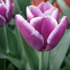 Future Forests Bulbs Tulip Arabian Mystery 1 Future Forests Bulbs Tulip Arabian Mystery