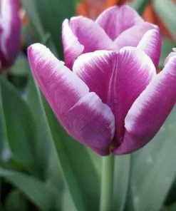 Future Forests Bulbs Tulip Arabian Mystery