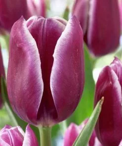 Future Forests Bulbs Tulip Arabian Mystery