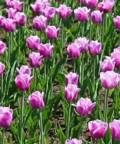 Future Forests Bulbs Tulip Arabian Mystery