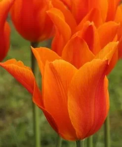 Future Forests Tulip Ballerina