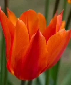 Future Forests Tulip Ballerina