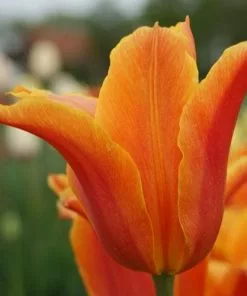 Future Forests Tulip Ballerina