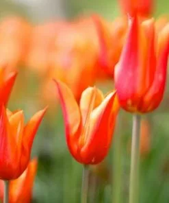 Future Forests Tulip Ballerina