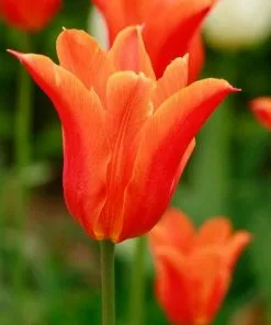 Future Forests Tulip Ballerina