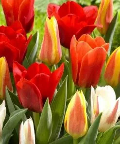 Future Forests Tulip Mixed Dwarf Varieties