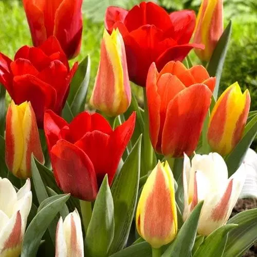 Future Forests Tulip Mixed Dwarf Varieties 3 Future Forests Tulip Mixed Dwarf Varieties