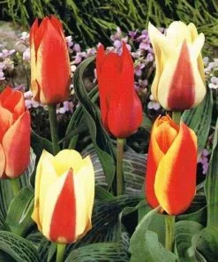 Future Forests Tulip Mixed Dwarf Varieties