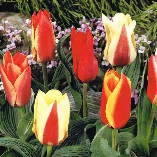 Future Forests Tulip Mixed Dwarf Varieties 4 Future Forests Tulip Mixed Dwarf Varieties