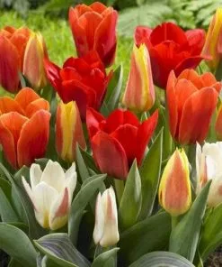 Future Forests Tulip Mixed Dwarf Varieties 8 Future Forests Tulip Mixed Dwarf Varieties