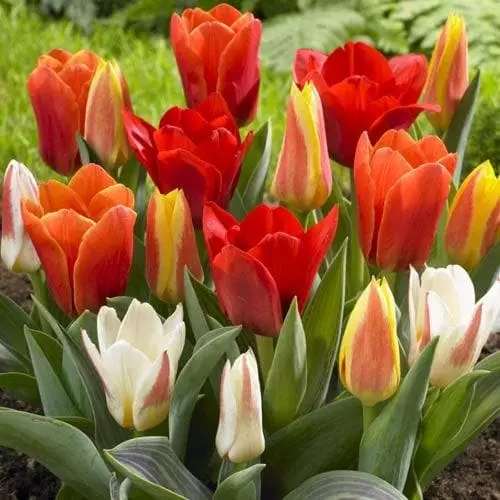 Future Forests Tulip Mixed Dwarf Varieties 5 Future Forests Tulip Mixed Dwarf Varieties