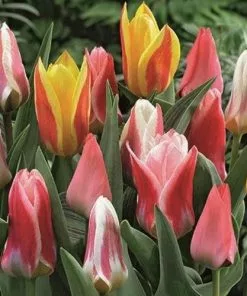 Future Forests Tulip Mixed Dwarf Varieties 9 Future Forests Tulip Mixed Dwarf Varieties