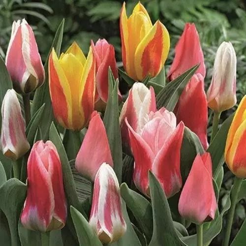 Future Forests Tulip Mixed Dwarf Varieties 6 Future Forests Tulip Mixed Dwarf Varieties