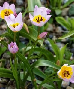 Future Forests Tulip Bakeri Lilac Wonder Bulbs