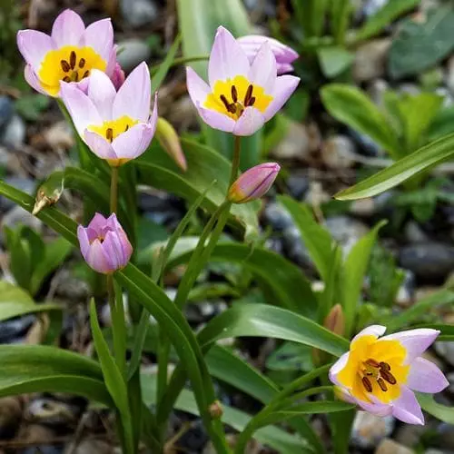 Future Forests Tulip Bakeri Lilac Wonder Bulbs 3 Future Forests Tulip Bakeri Lilac Wonder Bulbs