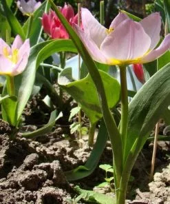 Future Forests Tulip Bakeri Lilac Wonder Bulbs