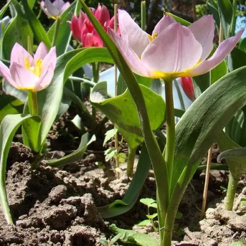 Future Forests Tulip Bakeri Lilac Wonder Bulbs 4 Future Forests Tulip Bakeri Lilac Wonder Bulbs