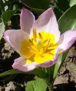 Future Forests Tulip Bakeri Lilac Wonder Bulbs 10 Future Forests Tulip Bakeri Lilac Wonder Bulbs