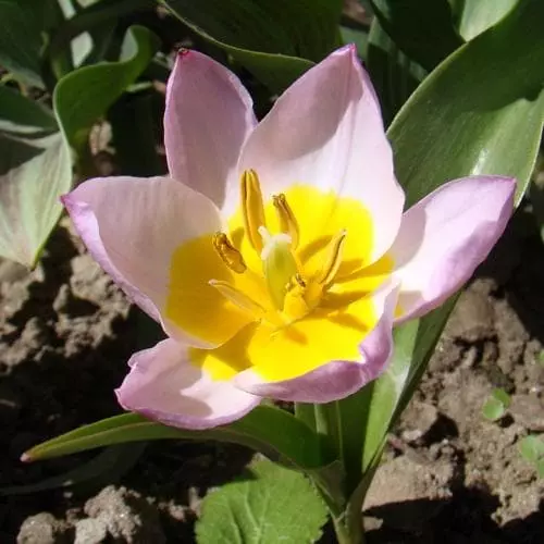 Future Forests Tulip Bakeri Lilac Wonder Bulbs 5 Future Forests Tulip Bakeri Lilac Wonder Bulbs