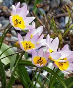 Future Forests Tulip Bakeri Lilac Wonder Bulbs 11 Future Forests Tulip Bakeri Lilac Wonder Bulbs