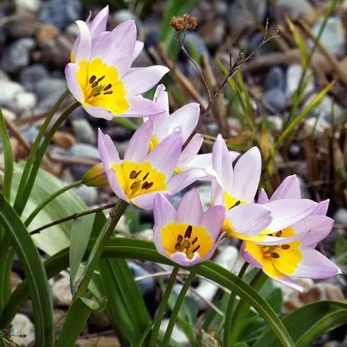 Future Forests Tulip Bakeri Lilac Wonder Bulbs 6 Future Forests Tulip Bakeri Lilac Wonder Bulbs