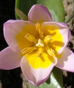 Future Forests Tulip Bakeri Lilac Wonder Bulbs 12 Future Forests Tulip Bakeri Lilac Wonder Bulbs