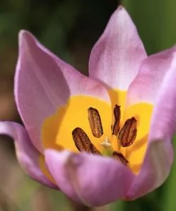 Future Forests Tulip Bakeri Lilac Wonder Bulbs 13 Future Forests Tulip Bakeri Lilac Wonder Bulbs