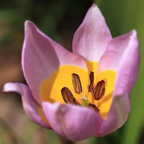 Future Forests Tulip Bakeri Lilac Wonder Bulbs 8 Future Forests Tulip Bakeri Lilac Wonder Bulbs