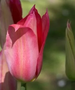 Future Forests Tulip Mariette Bulbs