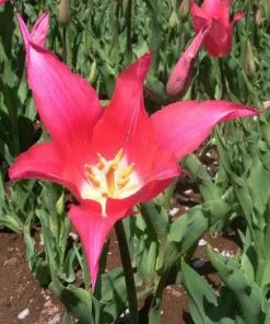 Future Forests Tulip Mariette Bulbs