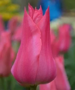 Future Forests Tulip Mariette Bulbs