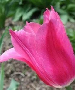 Future Forests Tulip Mariette Bulbs