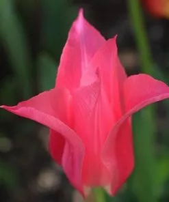 Future Forests Tulip Mariette Bulbs