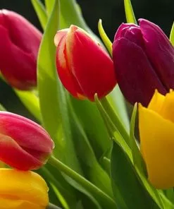 Future Forests Tulip Single Flower Mixed Varieties