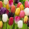 Future Forests Tulip Single Flower Mixed Varieties