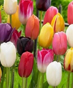 Future Forests Tulip Single Flower Mixed Varieties