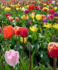 Future Forests Tulip Single Flower Mixed Varieties