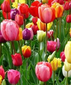 Future Forests Tulip Single Flower Mixed Varieties
