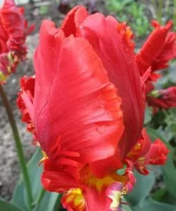 Future Forests Tulip Rococo Bulbs