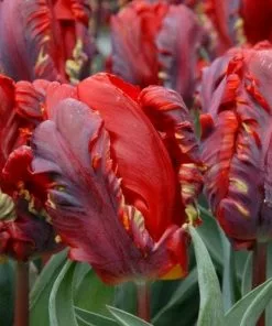 Future Forests Tulip Rococo Bulbs